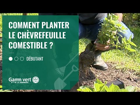 Vidéo: Quel chèvrefeuille est comestible ?