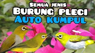 Suara Pikat Semua Jenis Burung Pleci Paling Manjur Auto Pleci Liar Langsung Ngumpul 