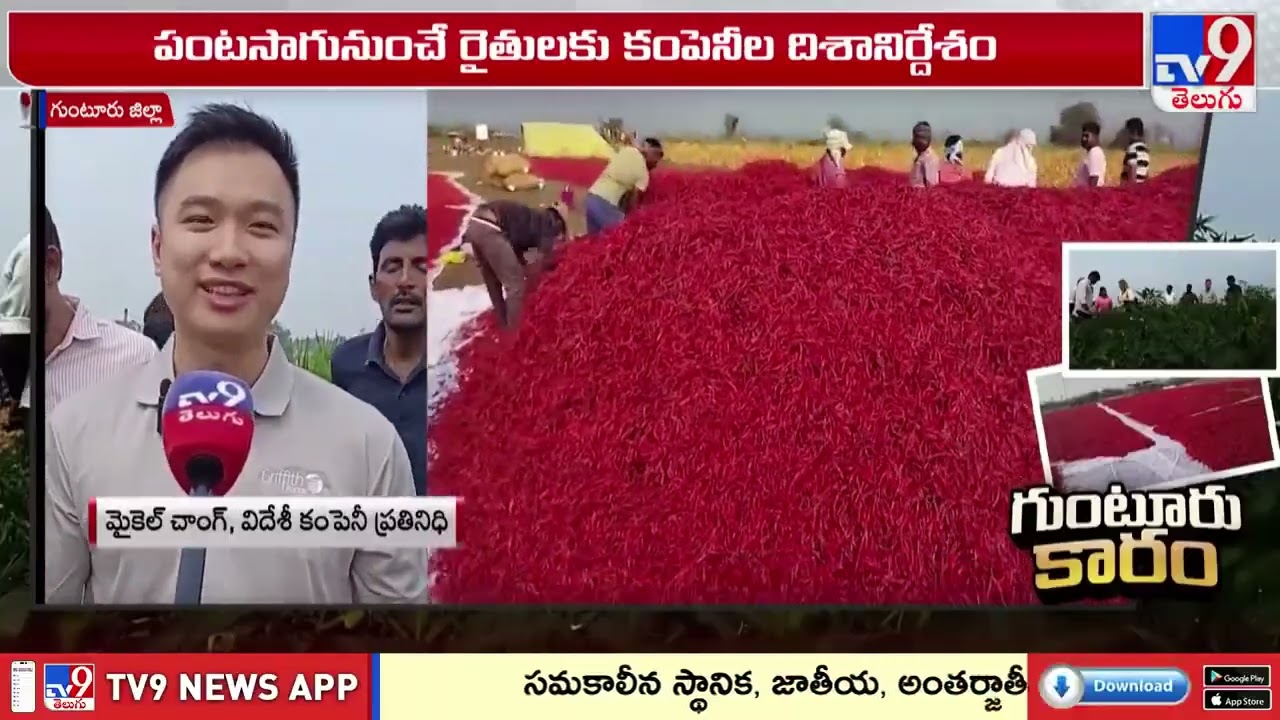 గుంటూరు మిర్చికి విదేశాల్లో డిమాండ్ | Gurntu Mirchi Demand In Foreign - TV9