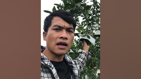 Những Trái Bưởi RuBy Đầu Tiên Tại Miền Bắc,đã trồng bưởi ruby thành công  ra quả (Thang bom vlog )