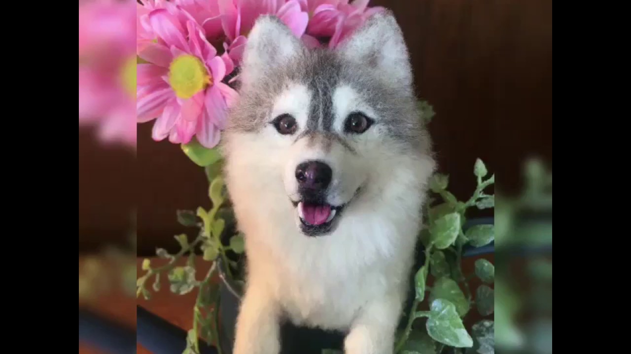 Needle felted dog siberian husky / 羊毛フェルトドール シベリアン