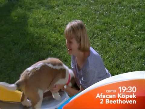 Afacan Köpek 2-Beethoven