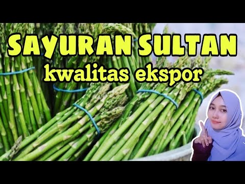 cara menanam asparagus dari nol || untung besar || sayuran bule 
