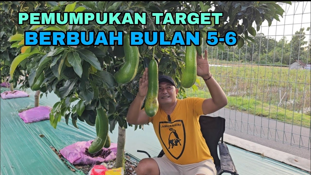 PEMUPUKAN TARGET BERBUAH BULAN LIMA-ENAM