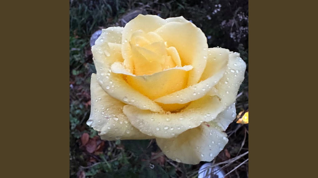 November Rose