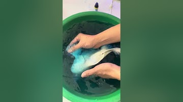 Cách trị xuất huyết vây cá chép sư tử short không tới 10k