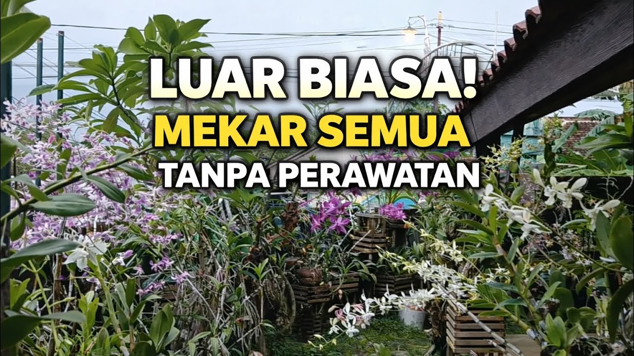 Rahasia Anggrek Jadul Mekar Indah Tanpa Perawatan Ribet | Sleman Jogja