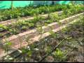 Geoff lawton  permaculture school garden in jordans dead sea valley