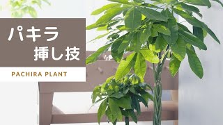 パキラを挿し木してみた Youtube パキラを挿し木してみた Youtube