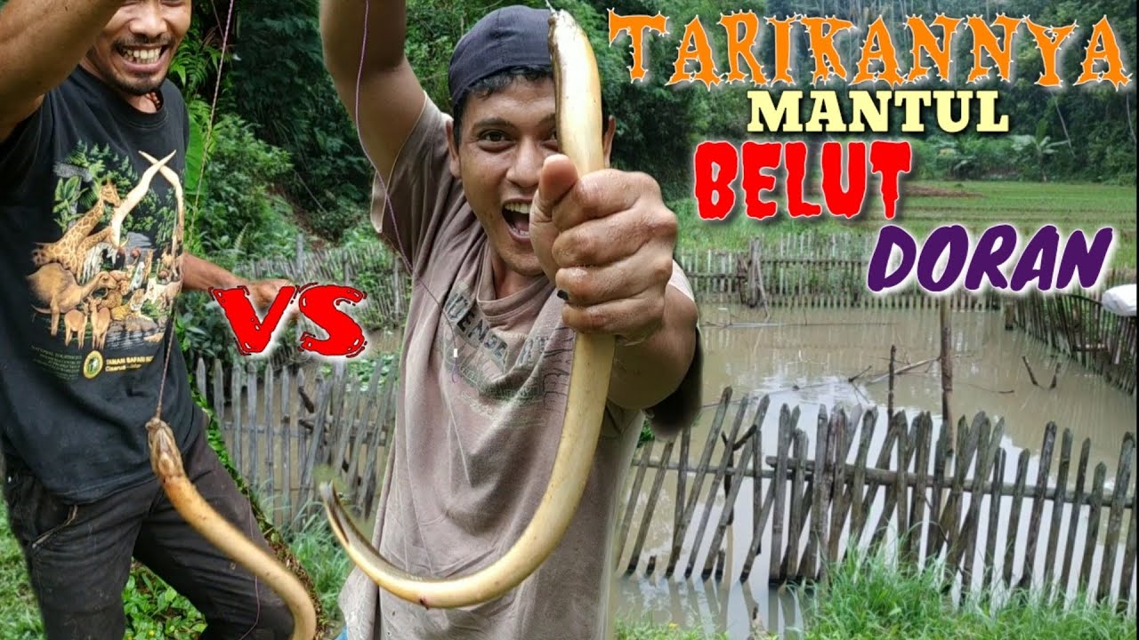 Mancing Belut di Kolam dapat Belut Doran Montok // Indonesian eel