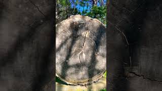 What an Ancient Tree Taught Me About Time #staytranquil