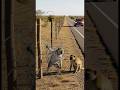 A kind-hearted woman rescues a monkey trapped in barbed wire.#animalrescue #animals #rescue