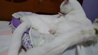 Carinho E Cuidados De Irmãos 19 De Novembro De 2016