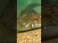 Don't Fall for This Crocodile's TRICK!  #shorts
