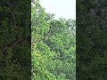 PATRICK ON HIS FAVORITE SNAG AT ST. PATRICK'S COUNTY PARK. JUNE 5, 2026•7:18 PM