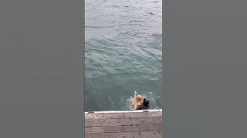 Boğaza Atlayan Deniz Kızı 