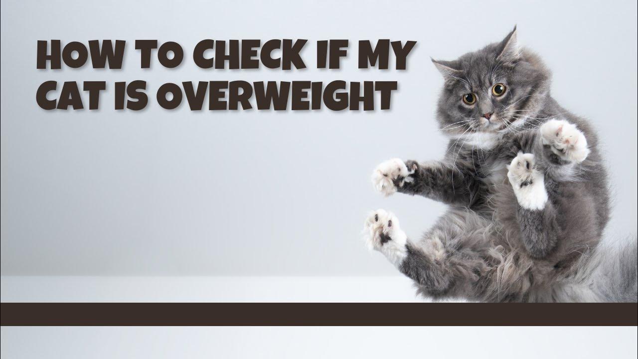 how much should my cat weigh Consequences of a cat being overweight or