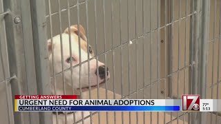 Urgent need for animal adoptions in Cumberland County
