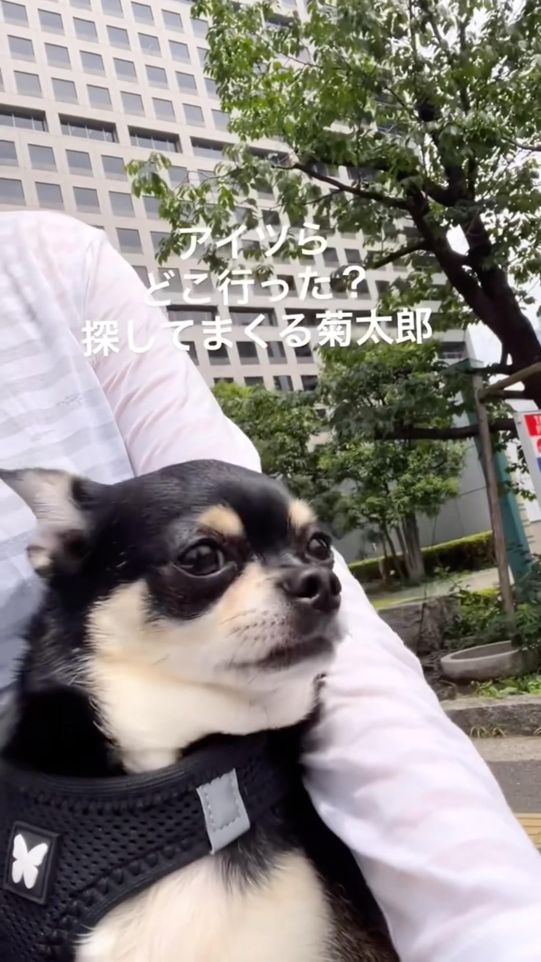 Tokyo Chihuahua Cycle - YouTube