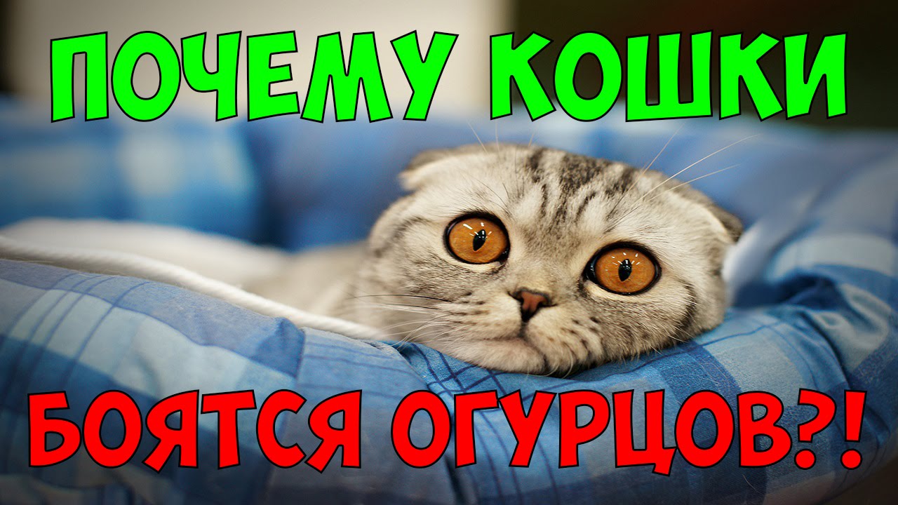 Почему коты боятся огурцов