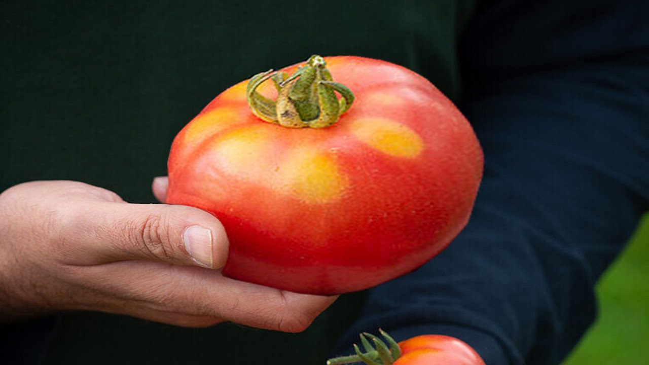 Za džinovski paradajz ovo dodajte u zemlju i ovako ga sadite
