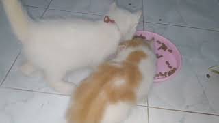 kitten kiko and mochi first time to eat really like... by Kucing Desa 1,198 views 1 year ago 4 minutes, 18 seconds