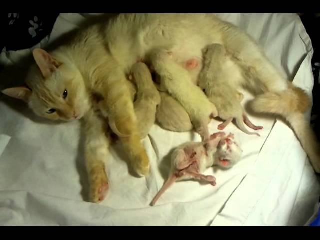 Gattini Appena Nati Banchettano Felici Video Mondo Gatti