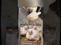 Signs of Newcastle Disease in Broiler Chickens.