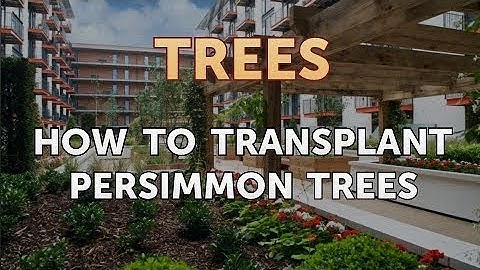 How to Transplant Persimmon Trees