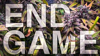 END GAME // In the reVeg grow // supported by the Medic Grow Neo 780 from the Hesi BIO range. THE...
