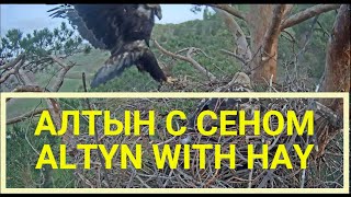 Поздняя пересменка. Алтын принёс сено🦅🔄🌾🌾🦅Shift change. Altyn brought hay🌞Алтынычи•28.04.2024