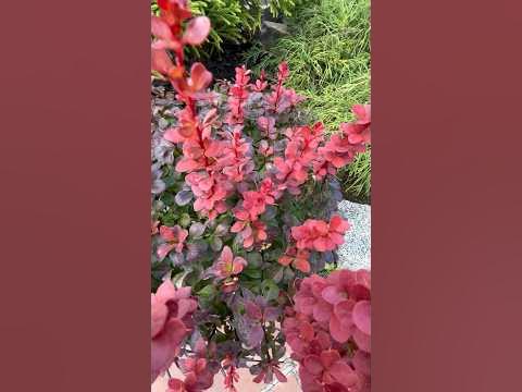 БАРБАРИС “FLORENCE” ВОСЕНИ #барбарис #berberis #landscapedesign # ...