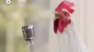 Τραγουδιστης κόκορας