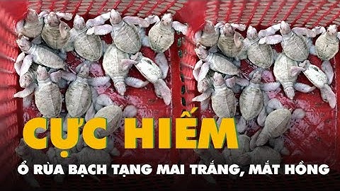 Cận cảnh ổ rùa bạch tạng mai trắng, mắt hồng cực hiếm tại Côn Đảo