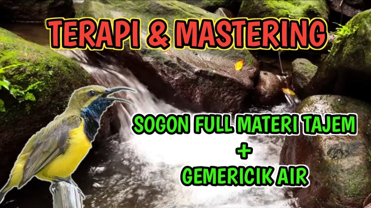 Terapi & Mastering Murai Batu.. SOGON GACOR FULL ISIAN TEMBAKAN KASAR BELALANG