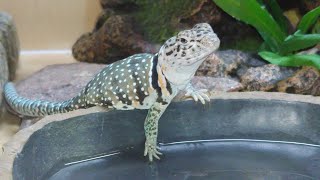Complete Collared Lizard Diet