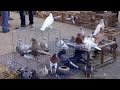 ازاي تشتري حمام من السوق وازاي تبيع انتاج حمامك او تسوق زغاليلك 