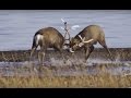 Deer battle for dominance  wild japan  bbc earth