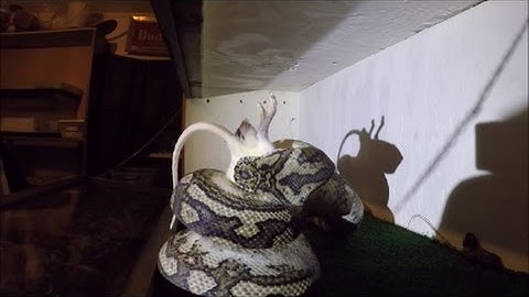 HUGE snake eats rat!! (Time lapse)