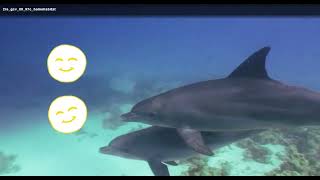 2nd Grade Module 9 Get Curious Video