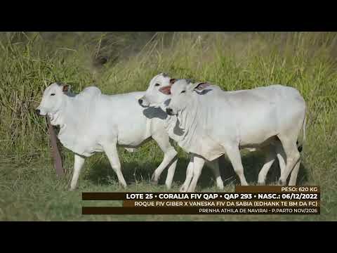 LOTE 25 - SNL 2109 - GPO A 9785 - QAP 293