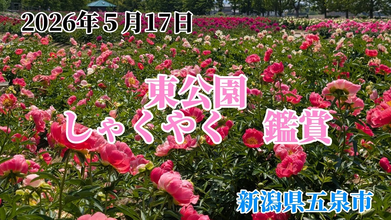 May 17, 2026 Higashi Park Peonies Gosen City, Niigata Prefecture