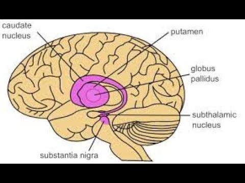 Neuroanantomy-the basal ganglia-by professor Hayder Mubarak