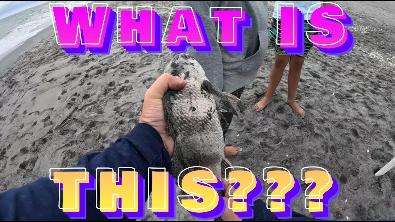 Jupiter, Florida MultiSpecies Fish Catch From The Surf YouTube