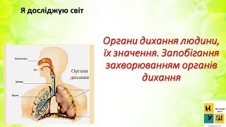 Урок 69. Органи дихання людини, їх значення. Запобігання захворюванням органів дихання. ЯДС 3 клас