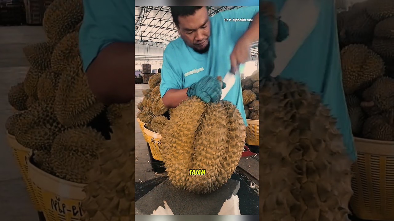 Durian kan you terbesar dari thailand