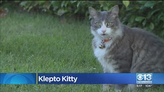 ‘Klepto Kitty’: Citrus Heights Neighborhood Deals With A Literal Cat Burglar