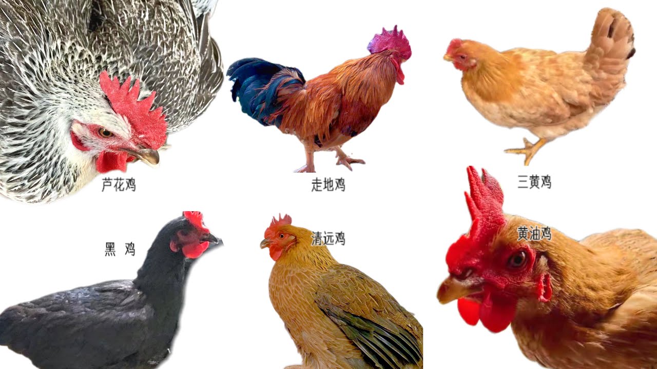 常見雞的品種,Chicken breeds,這7種雞肉原來區別這麼大,教你營養好吃的做法 #尋味世界 #food #foodie - YouTube