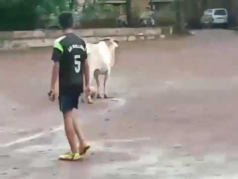 Cow showing football skills - gaurdinho!