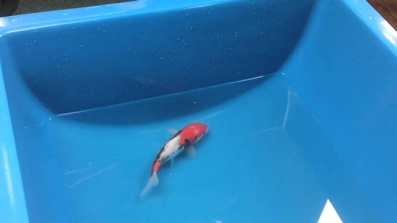 Boddington Koi Beni Kumonryu JK16269 YouTube